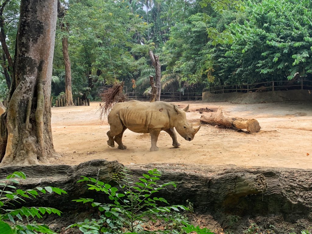 Singapore-Zoo-Rhino | Away With Words | Travel Blog from Dubai to the World